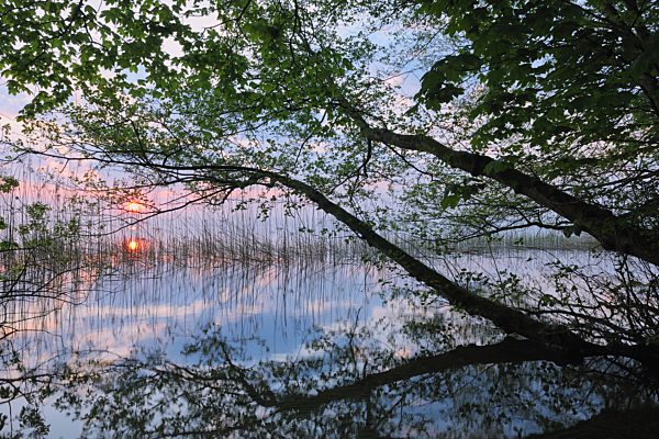 Germany, Mecklenburg-Vorpommern, Mecklenburger Seenplatte, Plau am See, View of sunrise with reeds and trees at lakeshore