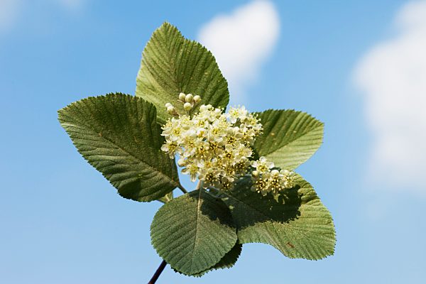 Europe, Germany, Rhineland Palatinate, View of White beam blossom