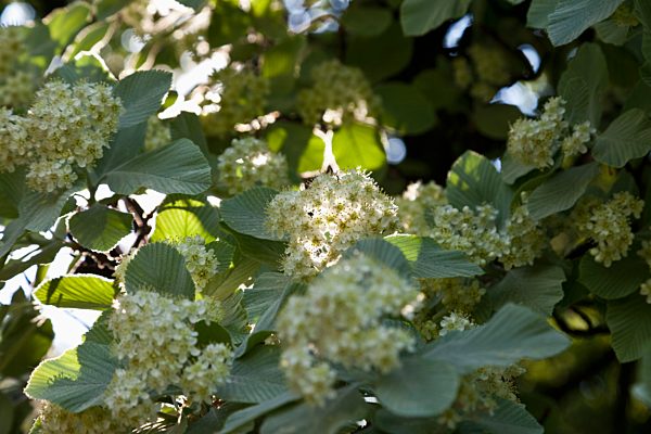 Europe, Germany, Rhineland Palatinate, View of White beam blossom
