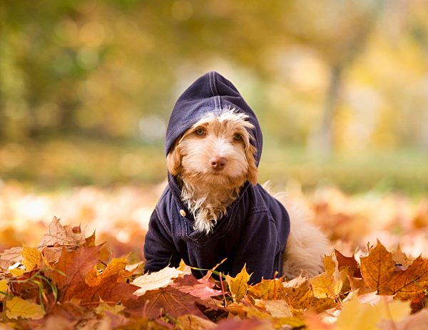 Austria, Dog sitting on autumn leaf