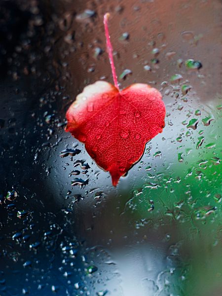 Heart-shaped red leaf sticking at window full of raindrops