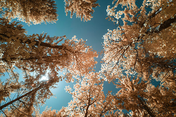 Infrared view of a rural forest landscape with trees in orange hues