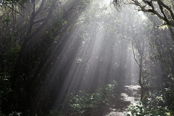 Spain, Canary Islands, La Palma, Cumbre Nueva, Cloud forest