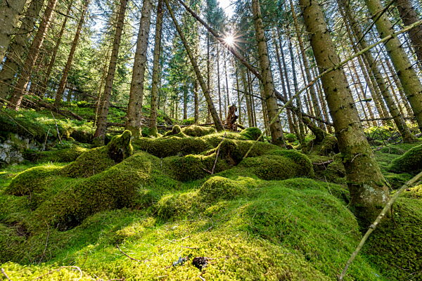 Lush moss-covered forest landscape with sunlight in Norway during summer
