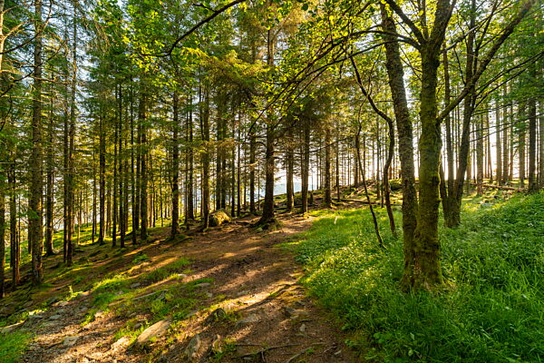 Sunlit lush forest landscape near Bergen Norway in summer