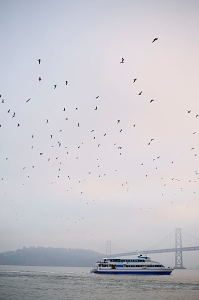 USA, California, San Francisco, seagulls and ferry at Oakland Bay Bridge