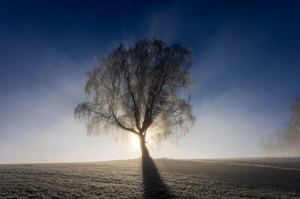 Single birch with sunbeams and mist at Mondsee in Upper Austria