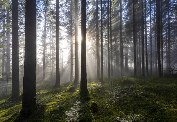 Sunbeams in spruce forest with morning mist in Salzkammergut Austria