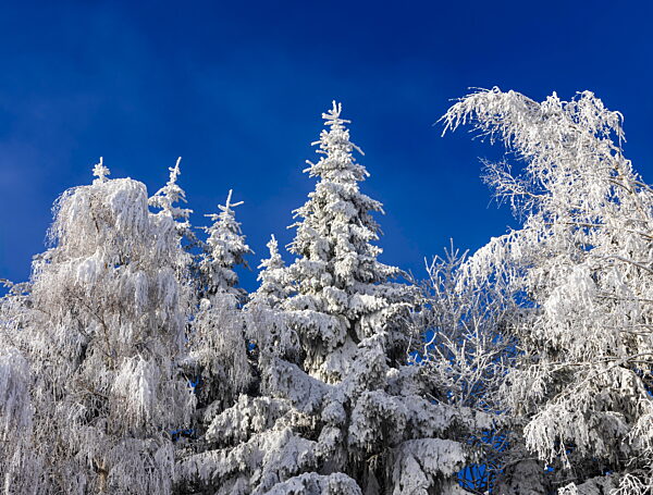 Snow covered winter forest with frosty trees and blue sky in Salzkammergut