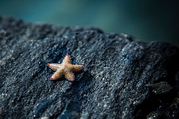 Norway, starfish on rock