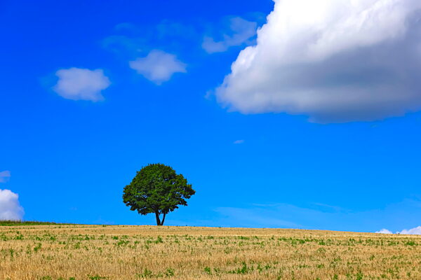 Lone tree in a picturesque German summer landscape under blue sky