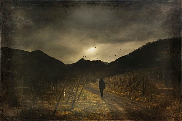 Man walking on way, vineyard