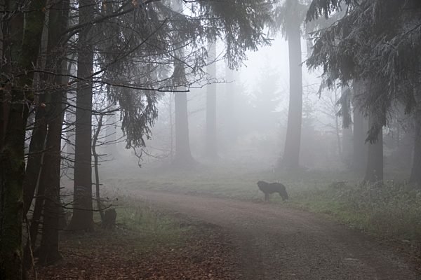 Germany, Hesse, dog on forest path in Taunus