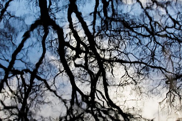 Reflections of tree branches on water
