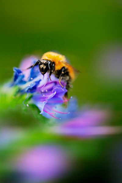 Italy, Extreme close-up of bumblebee on Viper's Bugloss, Echium vulgare