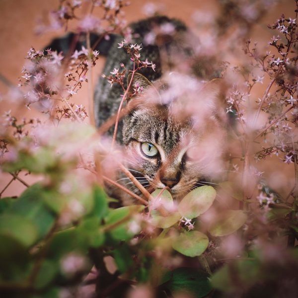 Tabby cat hiding among the flowers of a garden