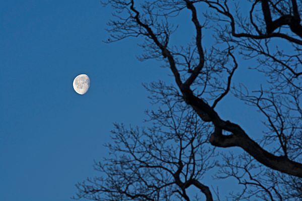 Decreasing full moon with branch of oak tree in the foreground