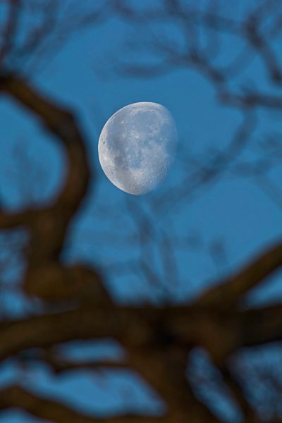Decreasing full moon with branch of oak tree in the foreground