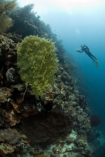 Indonesia, Bali, female diver and sea fans, Annella reticulata