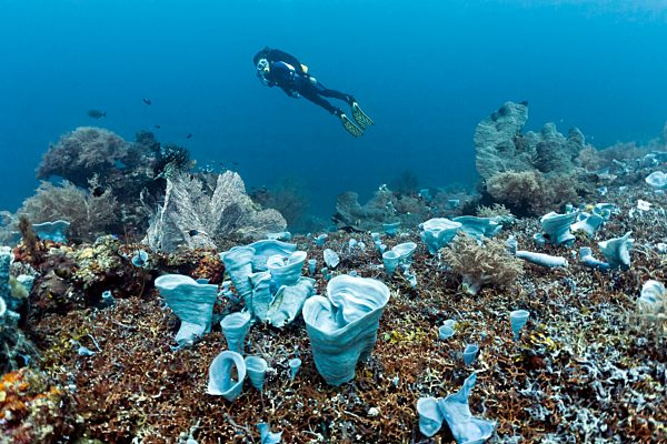 Coral reef with blue sponge, diver