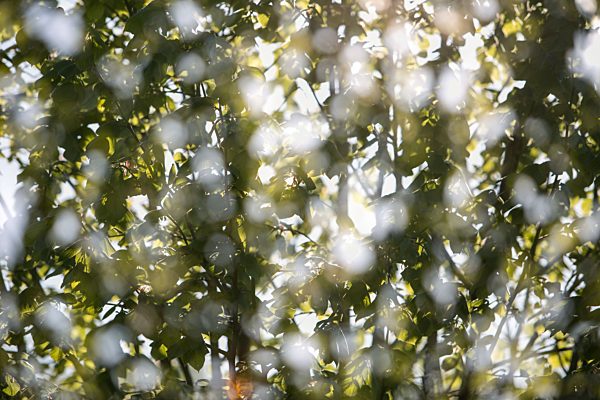 Lime tree, double exposure