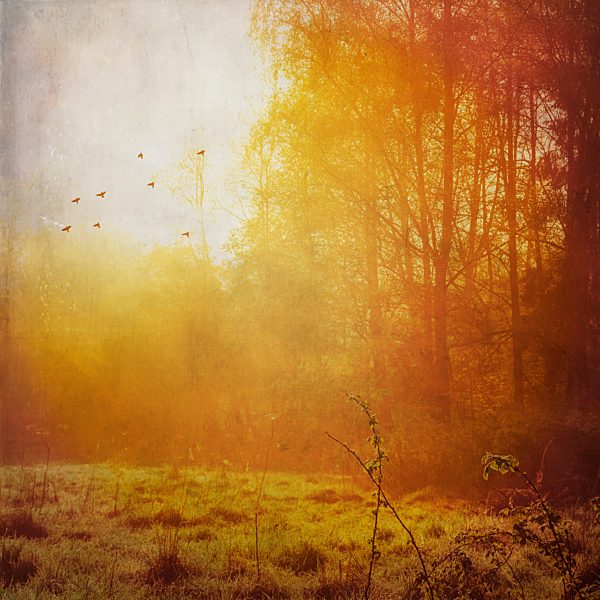 Forest and meadow at backlight