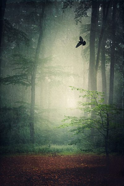 Forest in morning mist