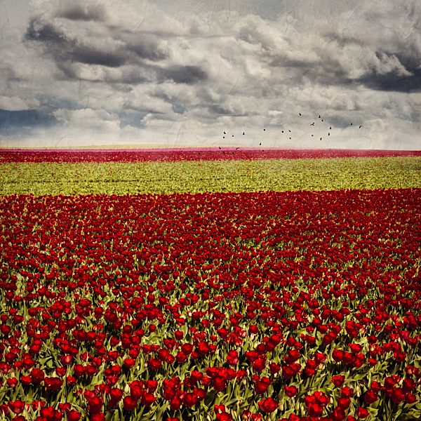 Germany, Juechen, tulip fields