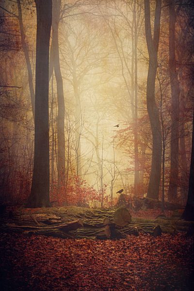 Autumn forest in the fog