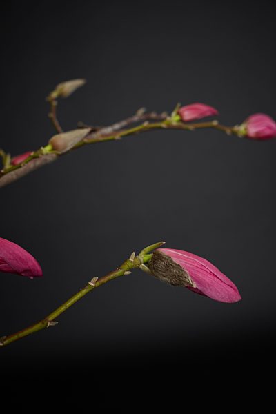 Pink Magnolia