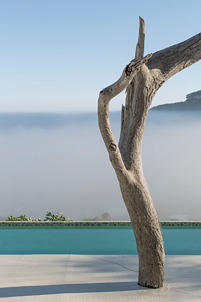 Tree at swimmingpool with misty landscape in the background
