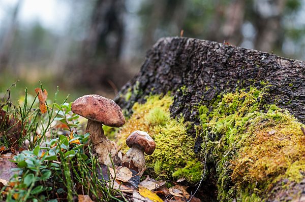 Austria, Altenmarkt-Zauchensee, boletuses in a forest