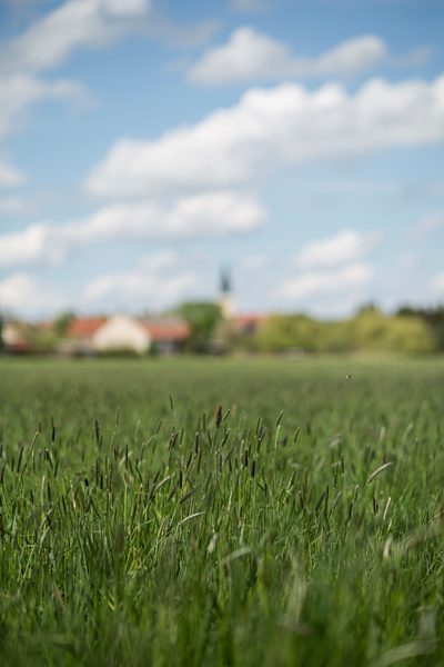 Germany, Brandenburg, meadow