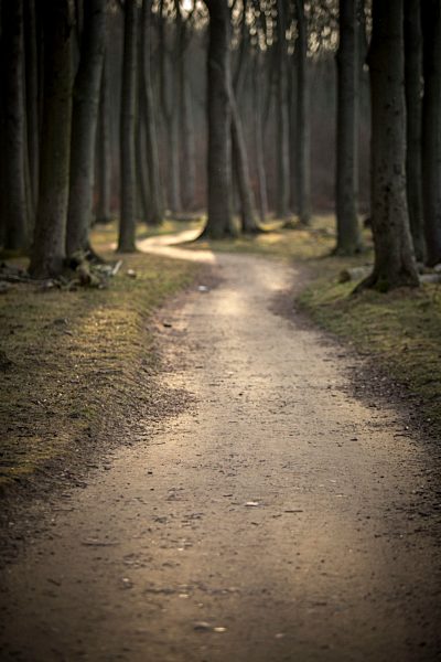 Germany, Nienhagen, forest track at Gespensterwald