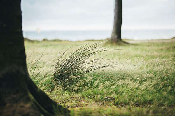 Germany, Nienhagen, grass at Gespensterwald