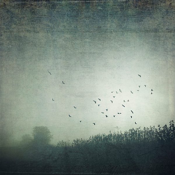 Field and flying birds in the fog, textured effect