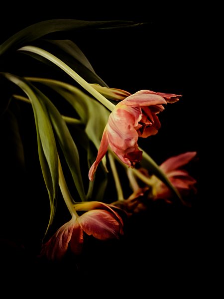 Red tulips in front of black background