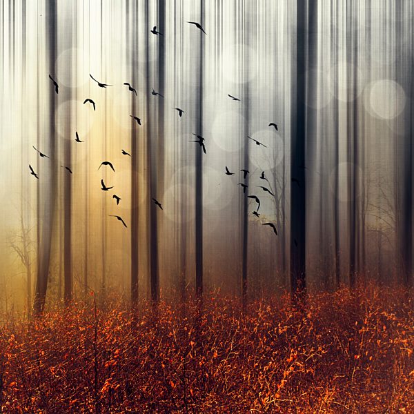 Flock of birds in autumn forest, digitally manipulated