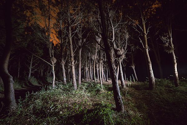 Forest at night illuminated with a flashlight