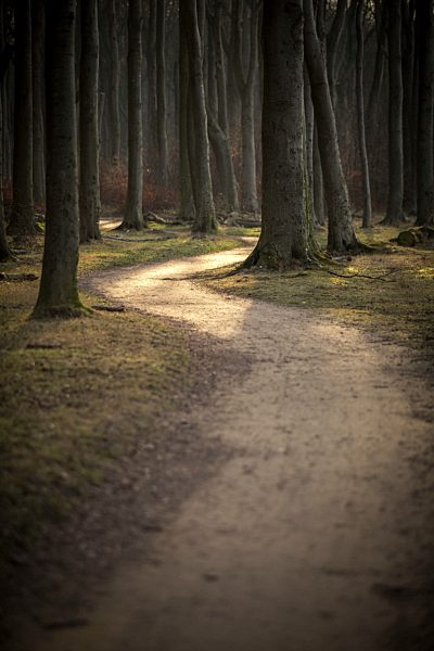 Germany, Nienhagen, forest track at Gespensterwald