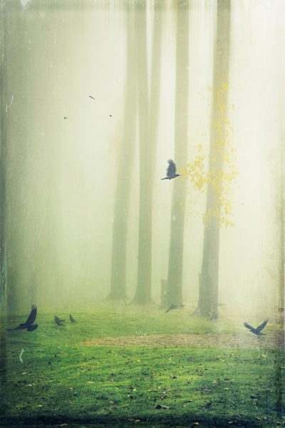 Hooded crows on meadow, foggy, digitally manipulated