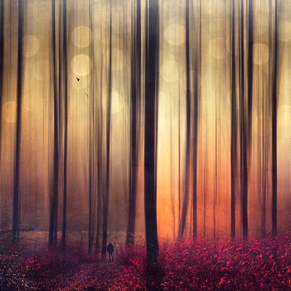 Autum forest, man and flying birds, digitally manipulated