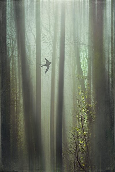 Flying bird, forest, digitally manipulated