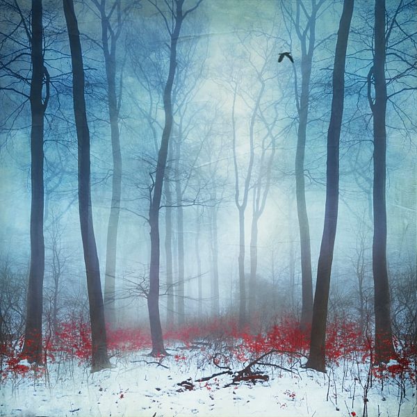 Foggy winter forest, digitally manipulated
