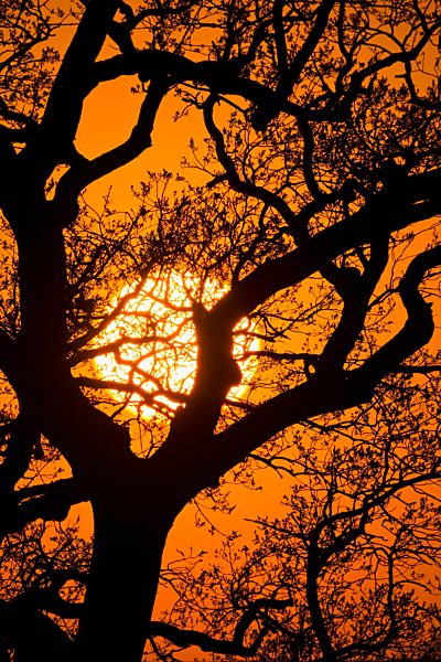 Tree against the evening sun