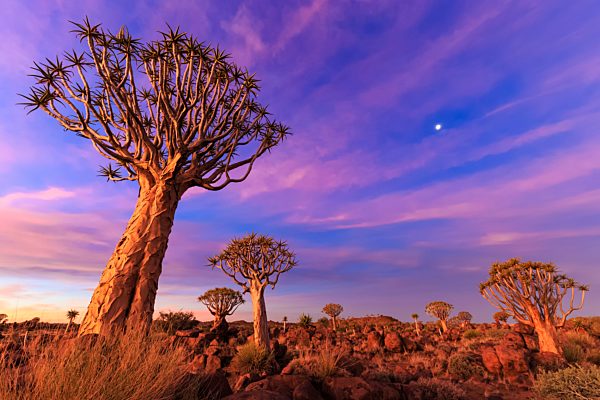 Africa, Namibia, Keetmanshoop, Quiver Tree Forest at sunset