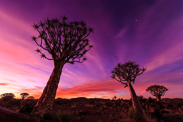 Africa, Namibia, Keetmanshoop, Quiver Tree Forest at sunset