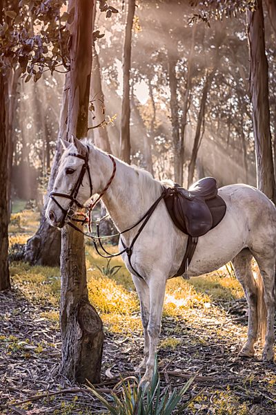 Horse tied at tree trunk in the woods
