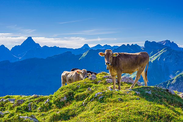 Germany, Allgaeu, young brown cattle on an Alpine meadow near Oberstdorf