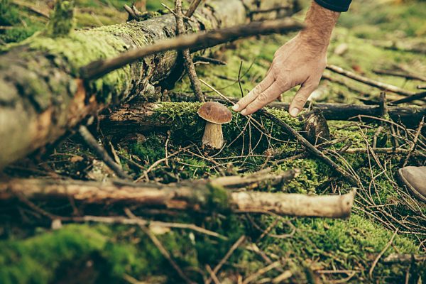 Mature man showing boletus edulis, porcini mushroom